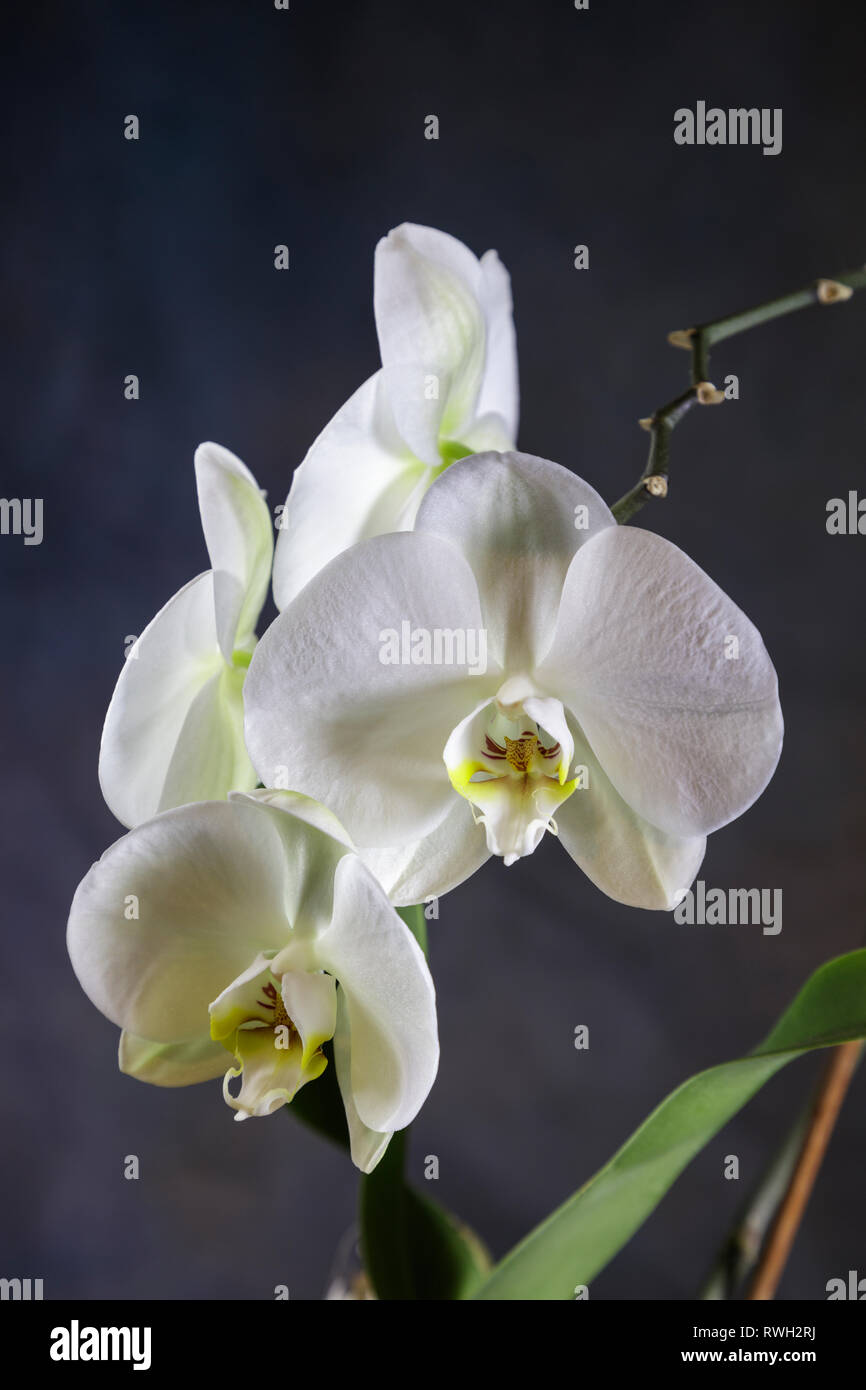 White orchids. Stock Photo
