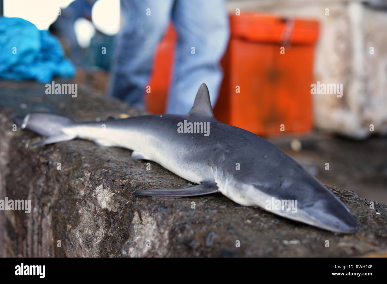 Baby Sharks for sale in Traditional Seafood market Stock Photo Alamy