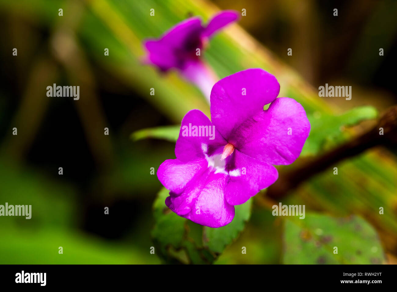 Beautiful blooming Dendrobium lituiflorum Stock Photo