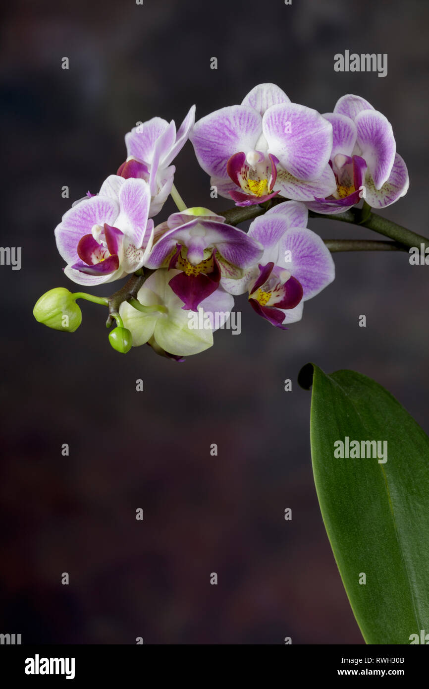 New Orchid Bud High Resolution Stock Photography And Images Alamy New Orchid Bud High Resolution Stock Photography And Images Alamy