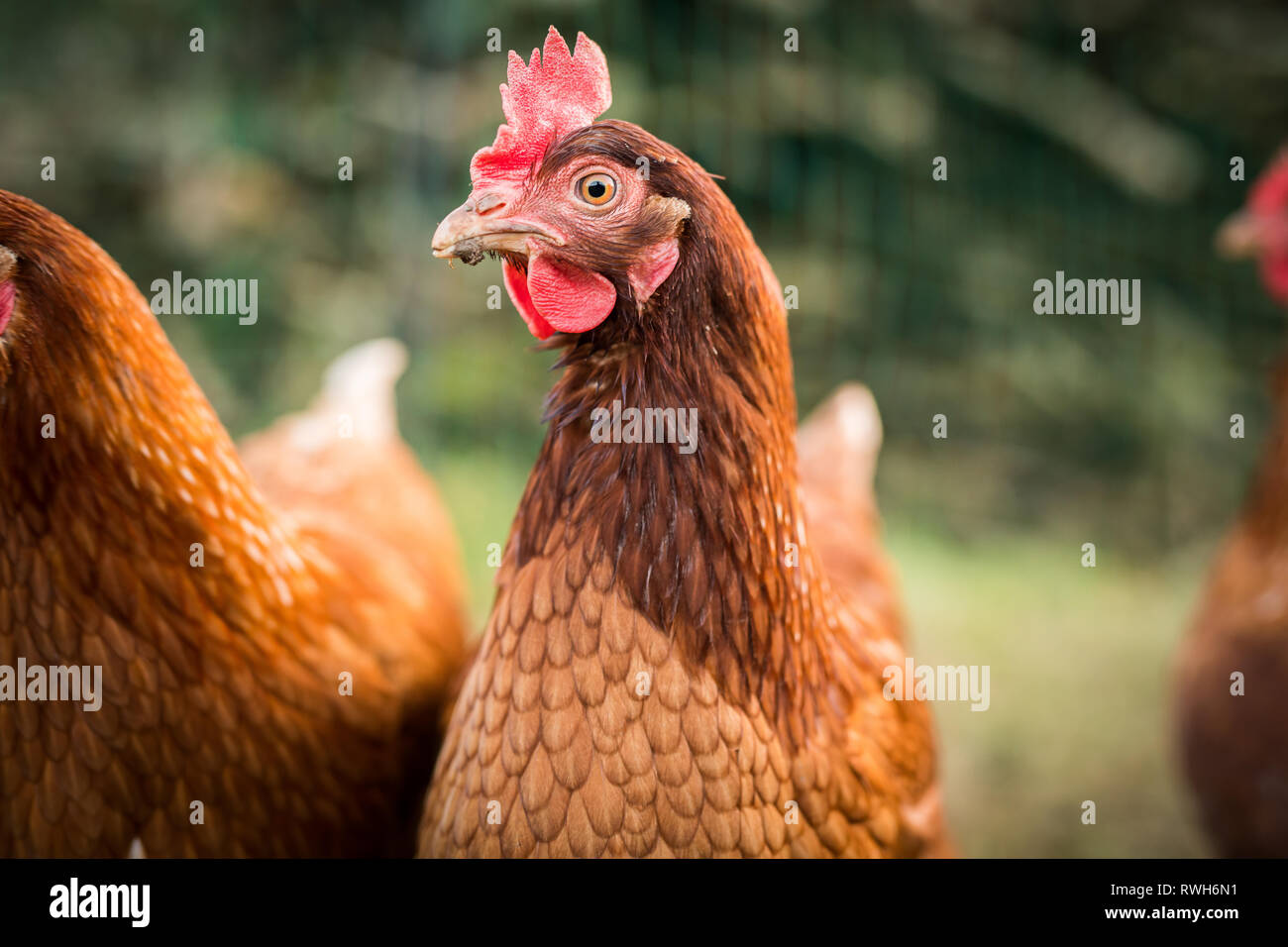 Rhode Island Red Chicken crossed with a Light Sussex Stock Photo Alamy