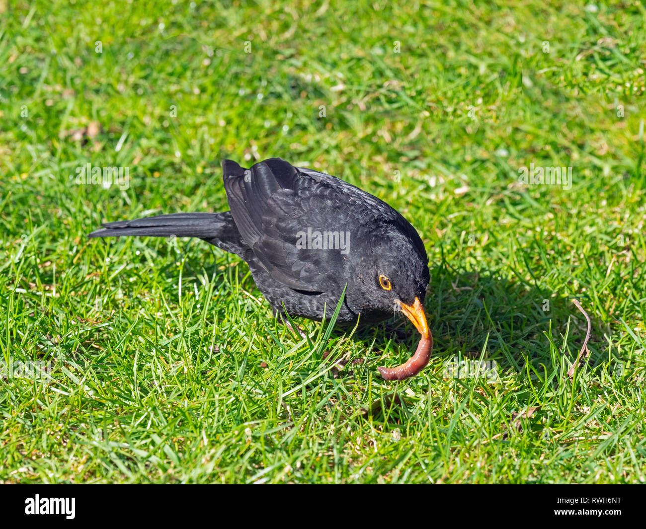 Blackbird Turdus merula male feeding on an earth worm on a garden lawn. Early spring Stock Photo