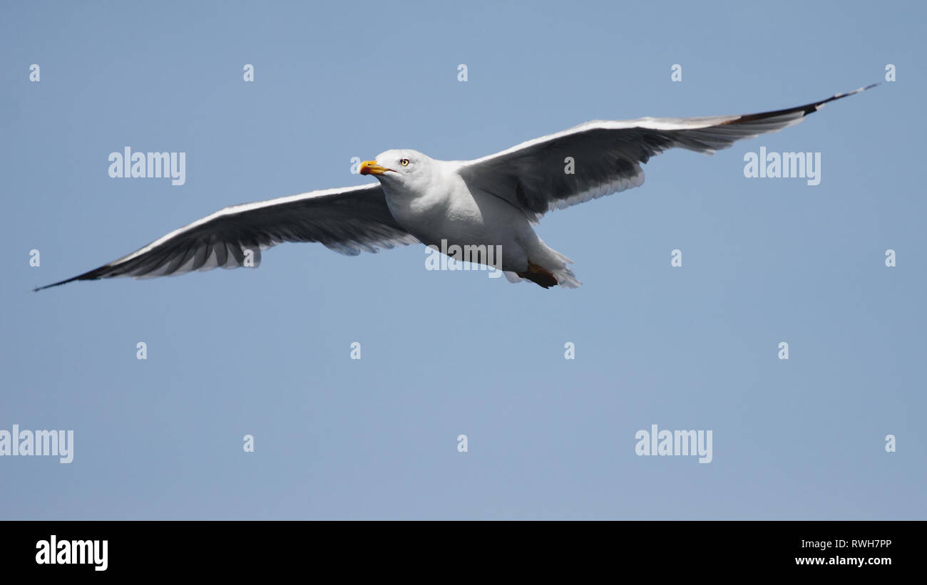 photo of a white seagull in flight against blue sky Stock Photo - Alamy
