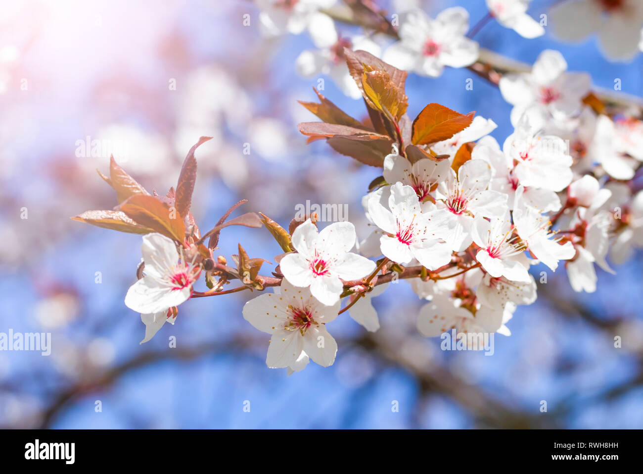 White red flowers of Prunus cerasifera. Blossoming branch with with flowers of cherry plum. Blooming tree. Prunus divaricata. Blooming garden Stock Photo