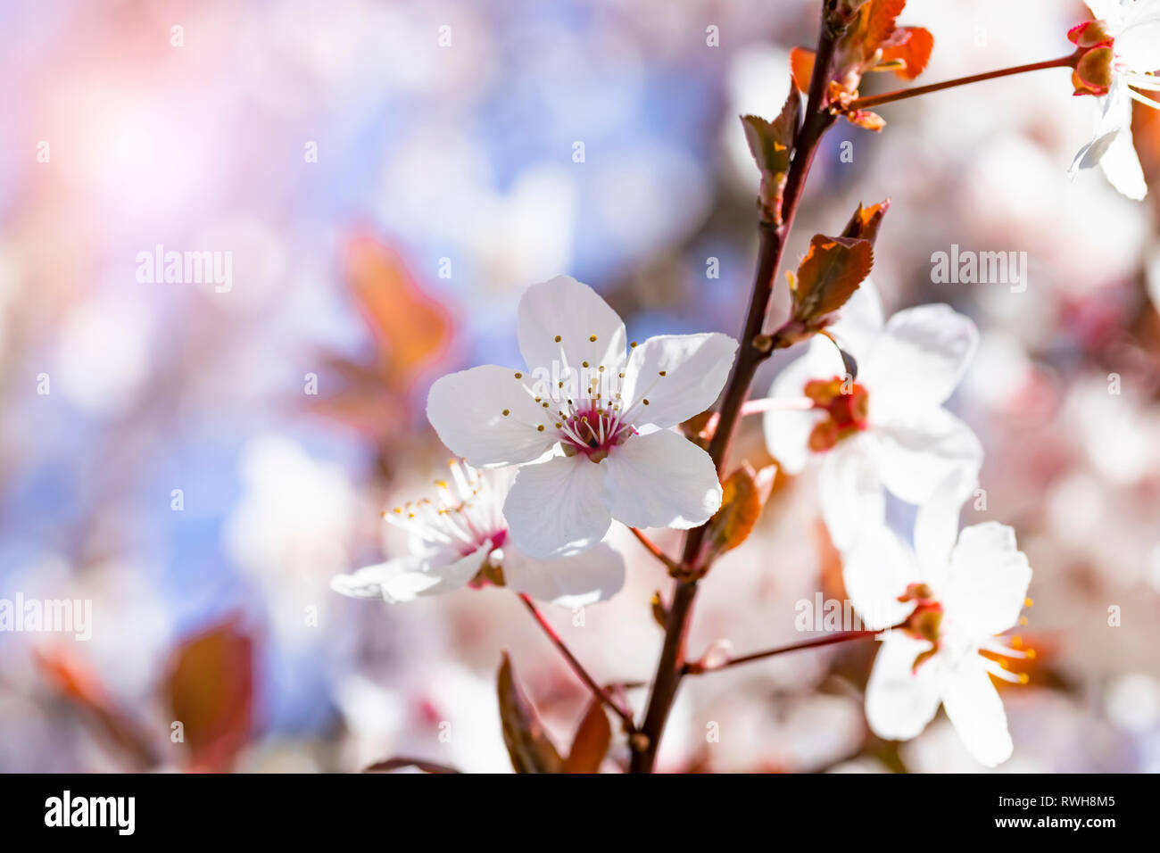 White red flowers of Prunus cerasifera. Blossoming branch with with flowers of cherry plum. Blooming tree. Prunus divaricata. Blooming garden Stock Photo