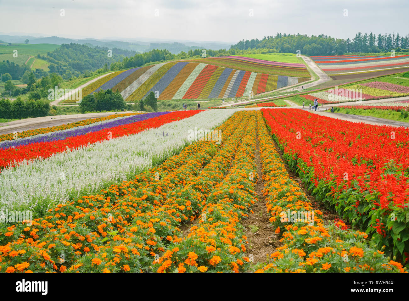 African Marigold Salvia Splendens Blossom In Rainbow Lines In The african-marigold-salvia-splendens-blossom-in-rainbow-lines-in-the