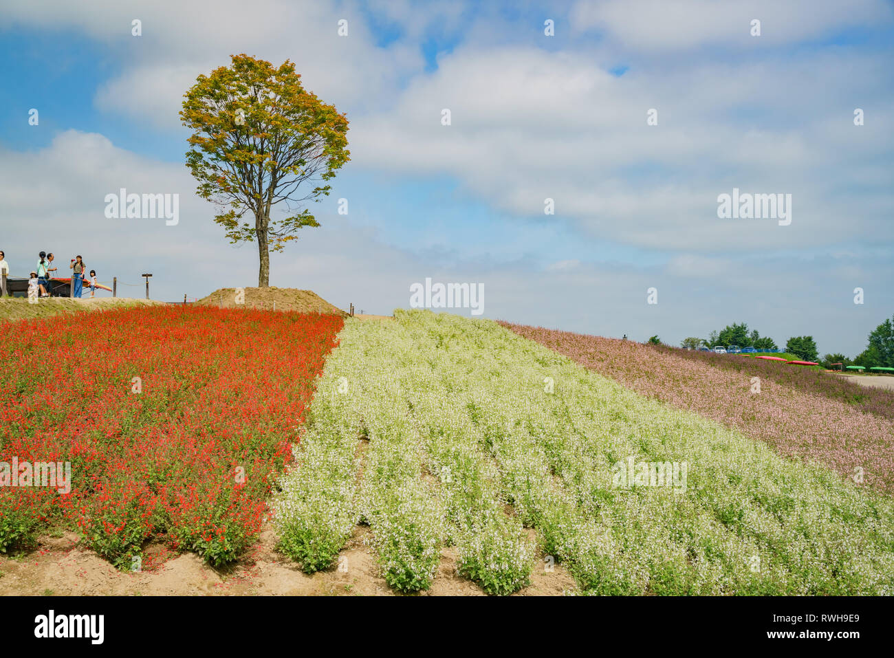 Panoramic flower gardens shikisai no oka hi-res stock photography and ...