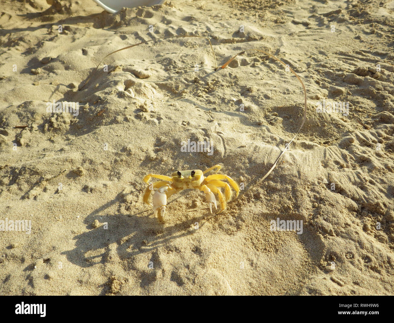 yellow crab in the sand Stock Photo