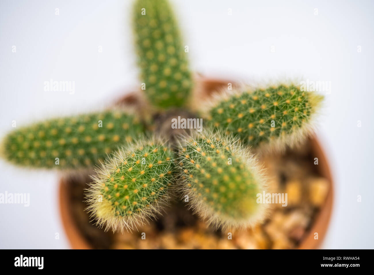 Cactus pots hi-res stock photography and images - Alamy
