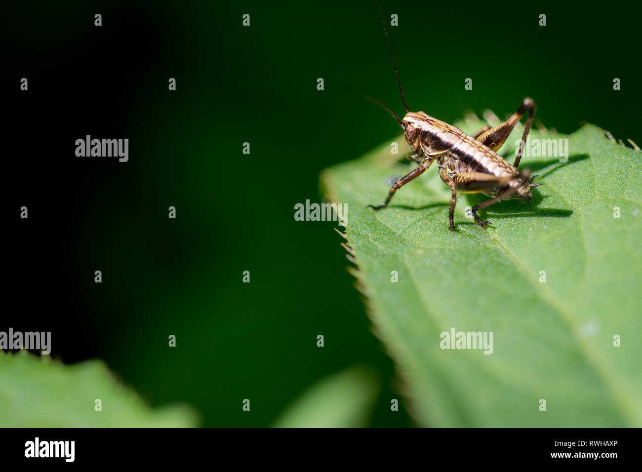 Little brown  Ensifera on grass macro photography Stock Photo