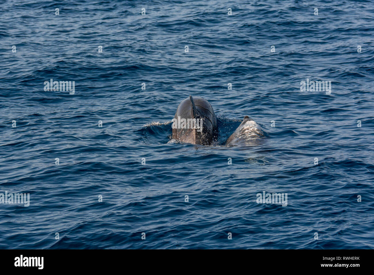 Pair of dolphins swimming and diving rear view Stock Photo Alamy