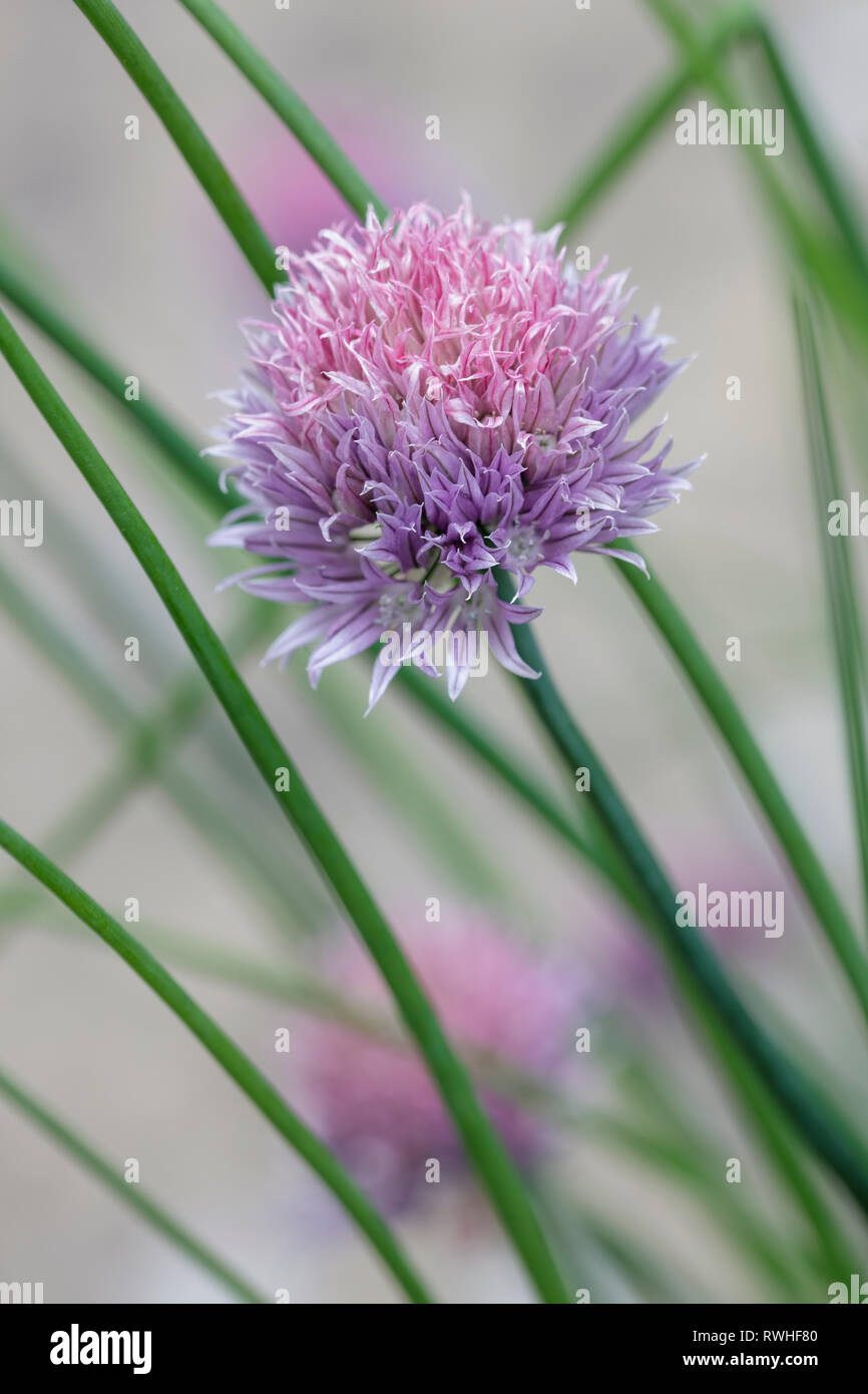 Close up of a flower head on chive plant Stock Photo Alamy