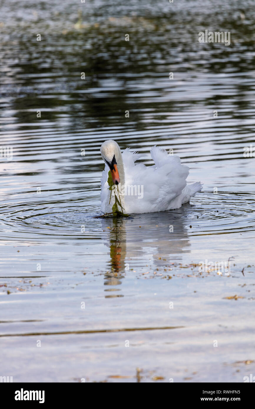 adult swan eating weed on a lake in the cotswods Stock Photo