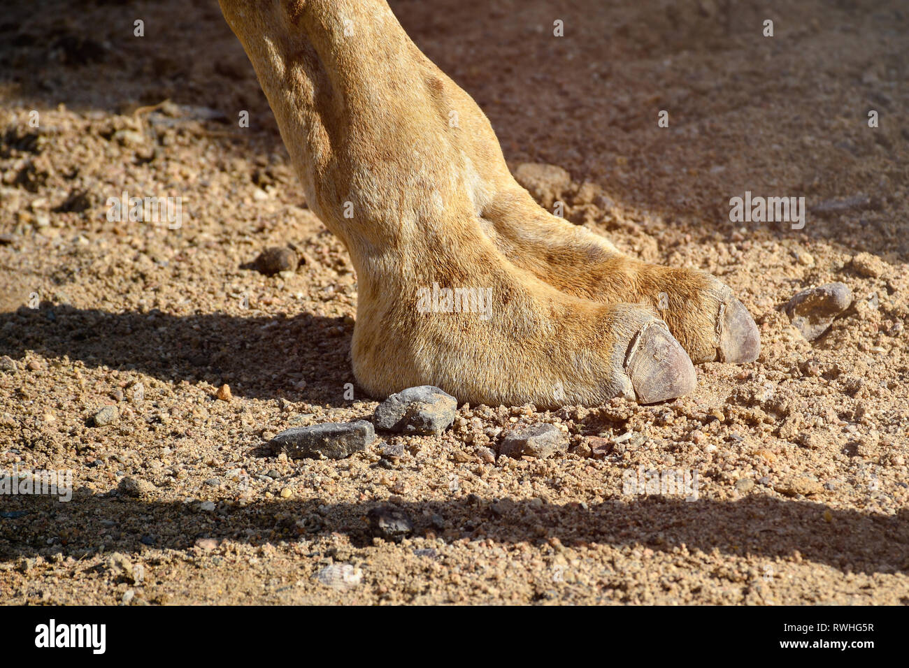 Close up of the two finger camel feet walking in the hot desert sun Stock Photo