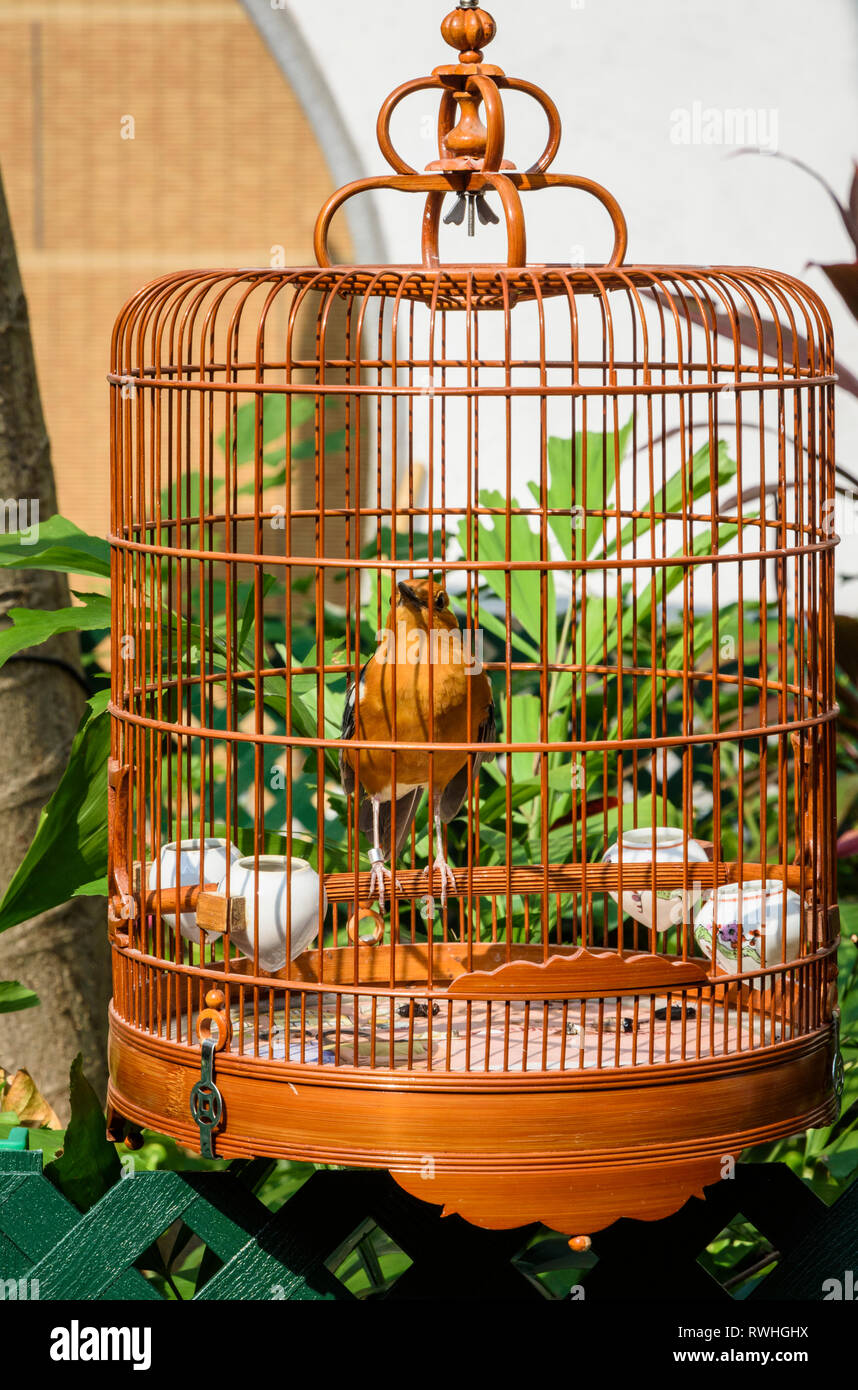 Bird Market Stock Photos Bird Market Stock Images Alamy