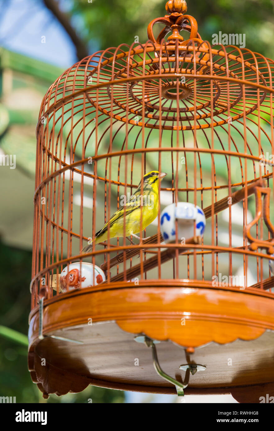 Bird in a hanging wooden cage at the Yuen Po Street Bird Garden in Mong