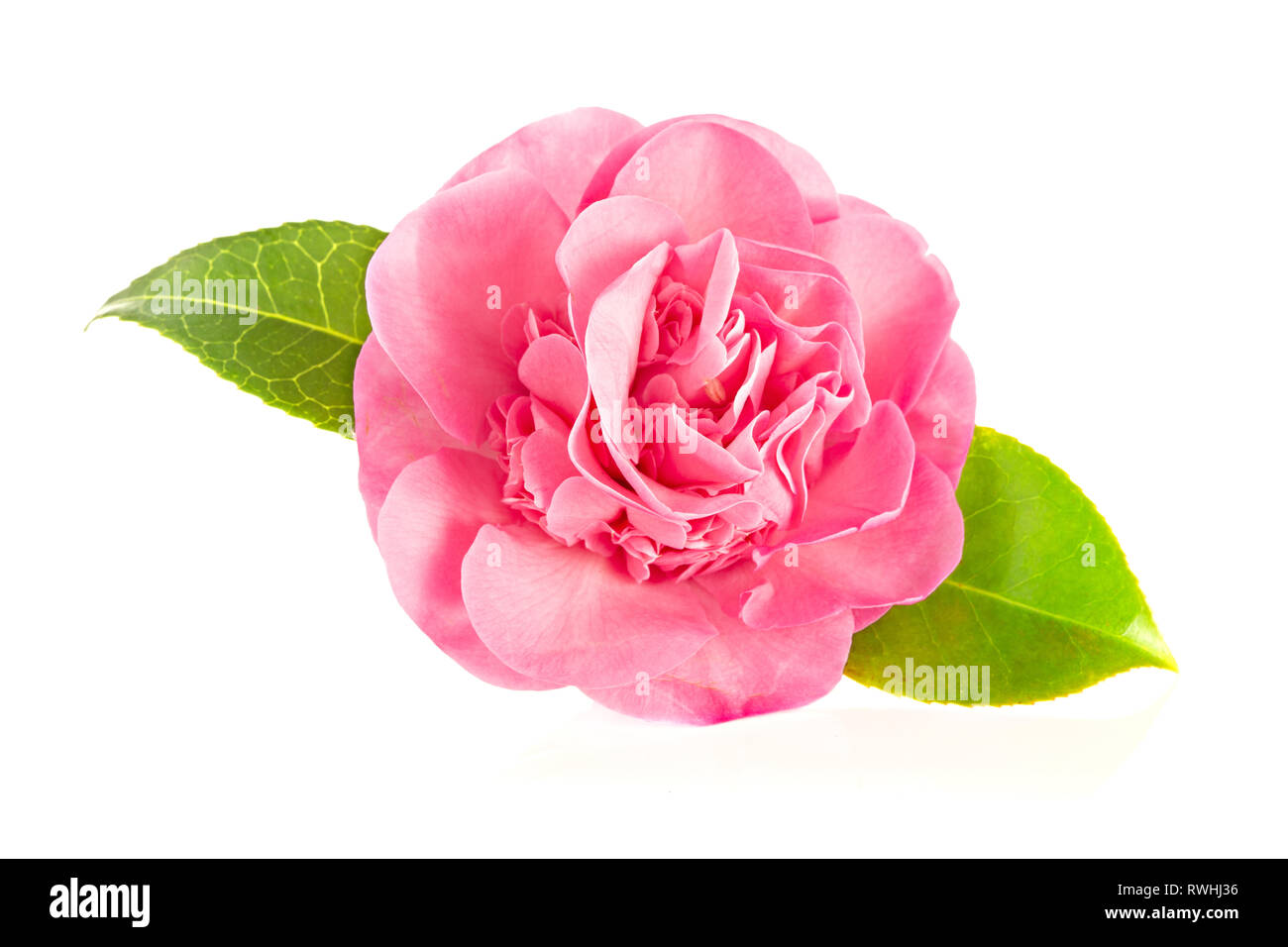 Pink camellia flower isolated on white background. Camellia japonica Stock Photo