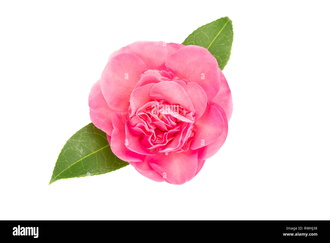 Pink camellia flower isolated on white background. Camellia japonica Stock Photo