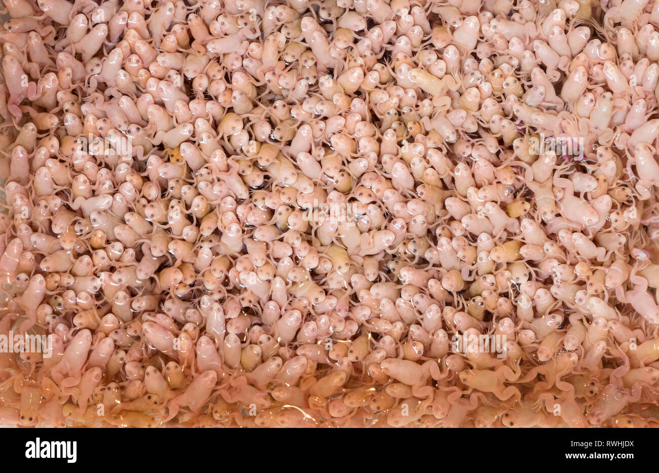 Frogs squashed together in a container at the goldfish market along Tung Choi Street, Mong Kok, Hong Kong Stock Photo