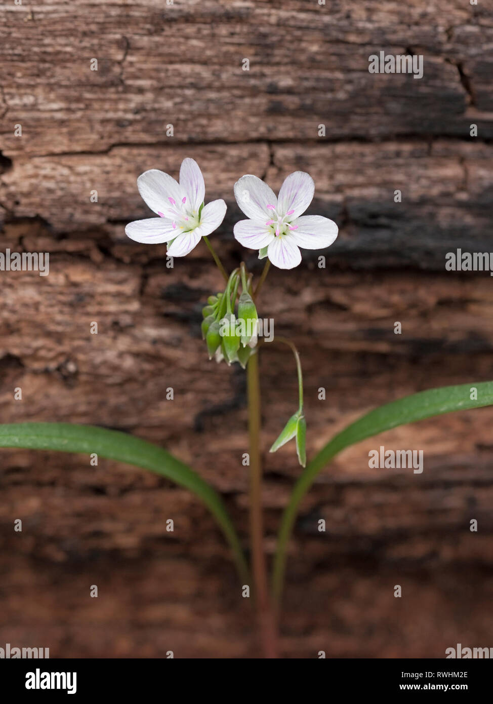 A solitary spring beauty sprouts two flowers from its stem. Growing next to a burnt fallen tree, its pink and white colors dazzle the eye. Stock Photo