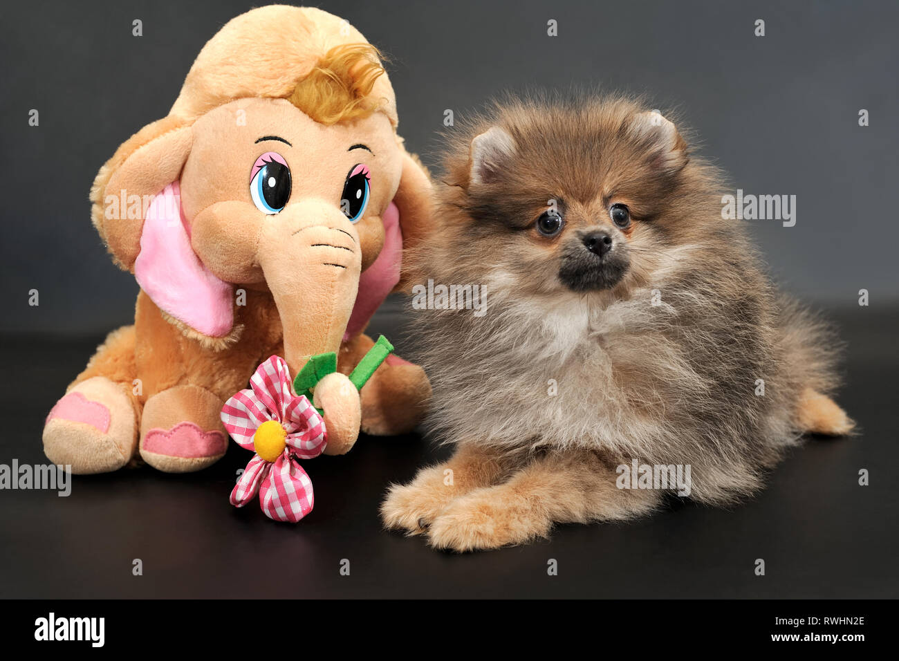 Portrait Of The Long Haired Pomeranian Spitz Puppy With Funny Toy