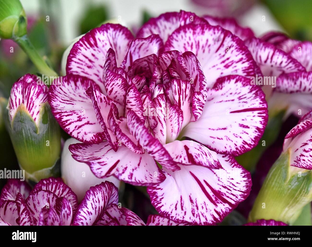 Purple and white variegated carnations. Stock Photo