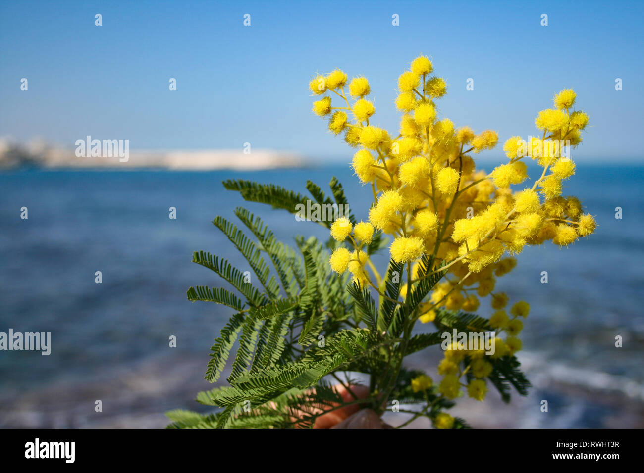 Mimosa branch in bloom, beautiful spring yellow flower with sea on background, International Women's Day Stock Photo