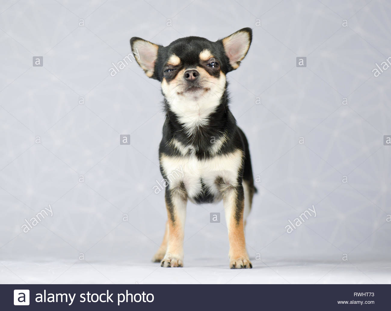Tricolor Chihuahua Stock Photos Tricolor Chihuahua Stock Images