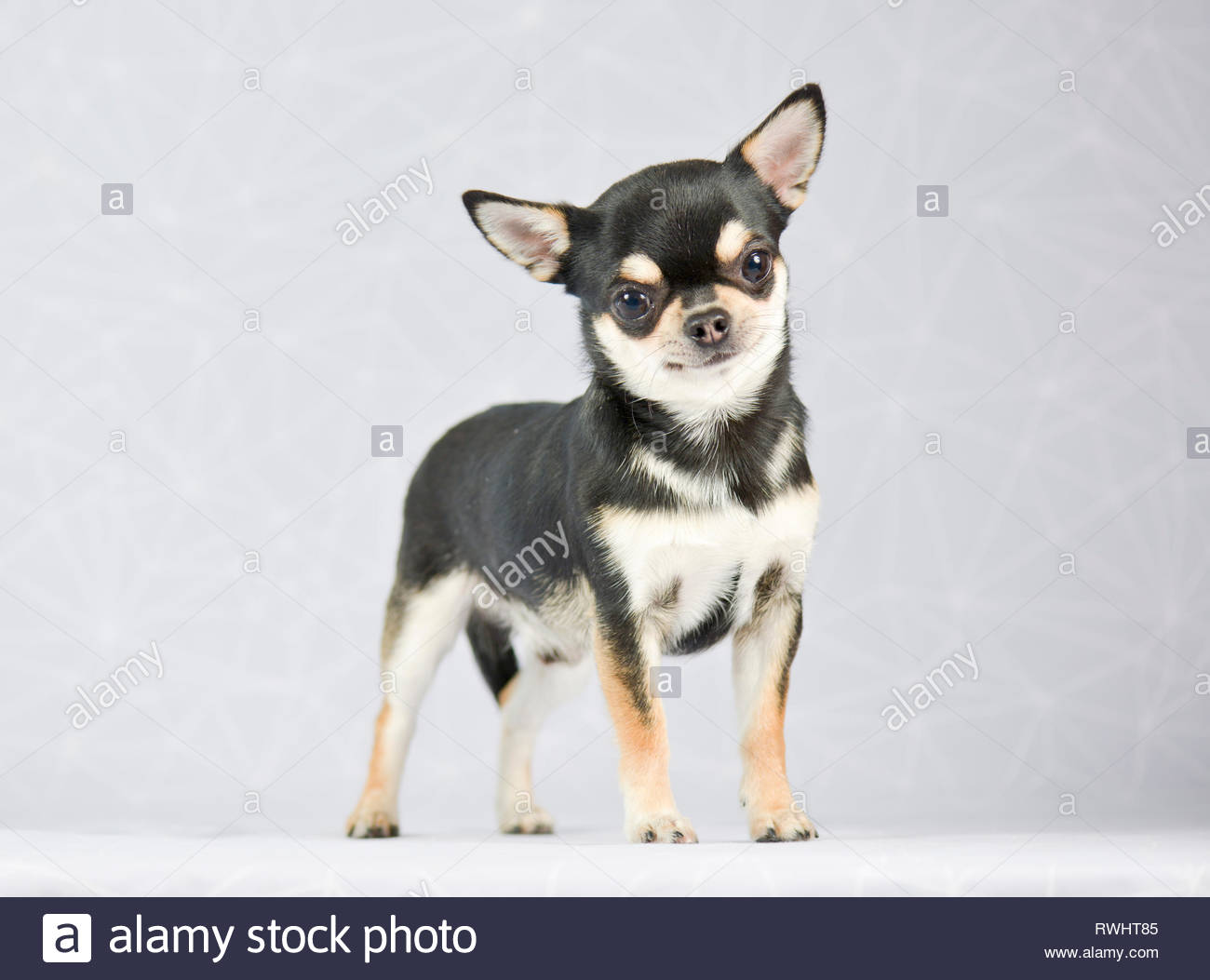 Short Haired Chihuahua Dog Stock Photos Short Haired Chihuahua