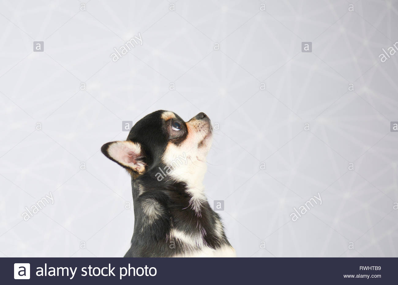Chihuahua Portrait Of Adult Male Short Haired Tri Color