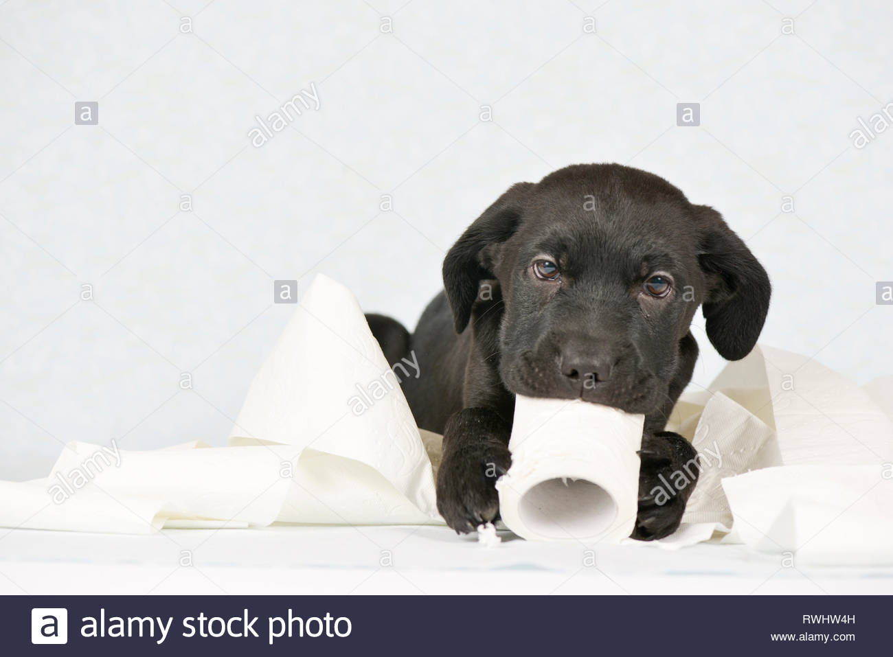 Dog Toilet Paper Stock Photos & Dog Toilet Paper Stock Images Alamy