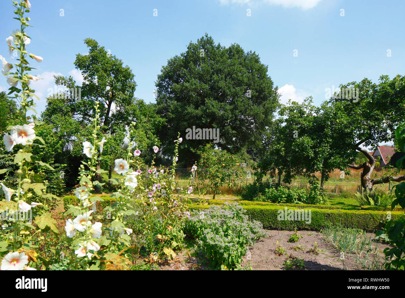 Cottage Garden With Summer Flowers Bruchhausen District