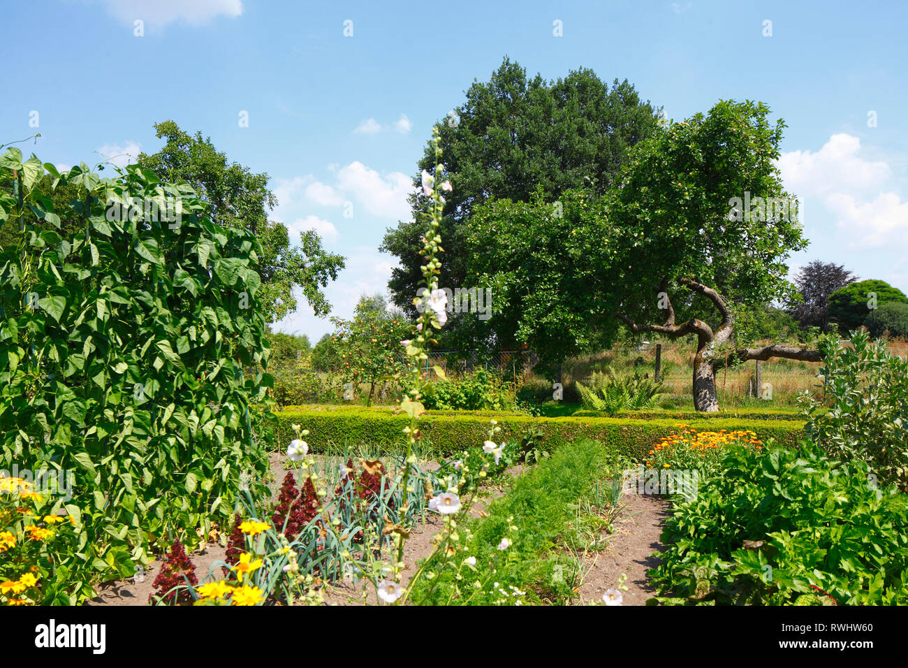 Cottage garden with summer flowers, Bruchhausen district, Bruchhausen-Vilsen, Lower Saxony, Germany, Europe Stock Photo
