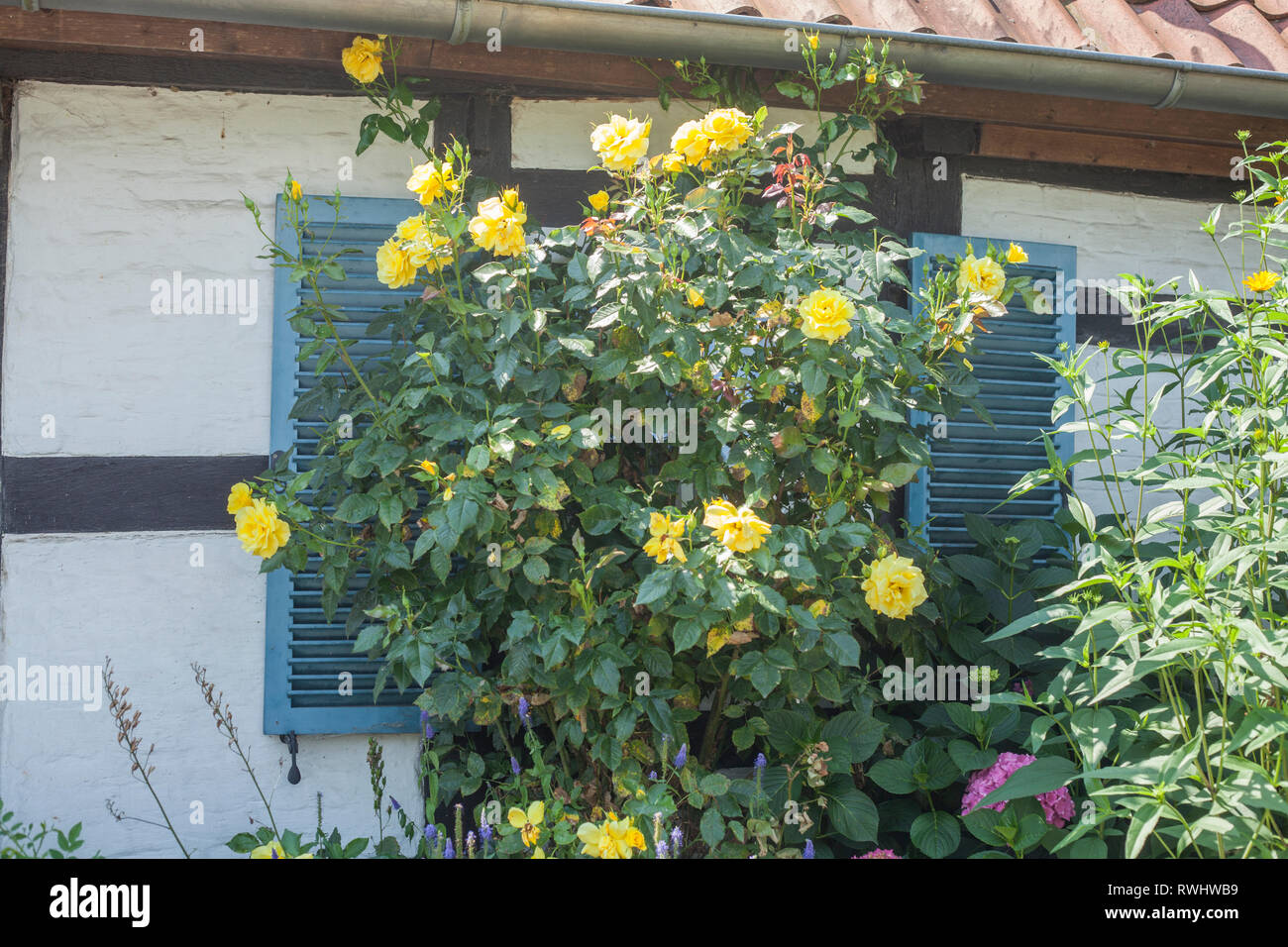 Window with yellow roses and green wooden shutters on a half-timbered house, Bruchhausen district, Bruchhausen-Vilsen, Lower Saxony, Germany, Europe I Stock Photo
