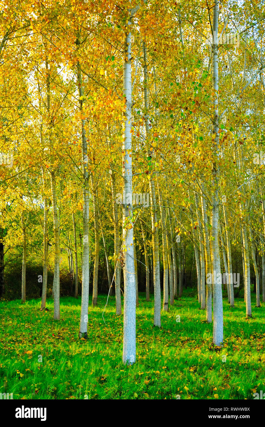 poplar grove in autumn near Lauzun, Lot-et-Garonne Department, Aquitaine, France Stock Photo