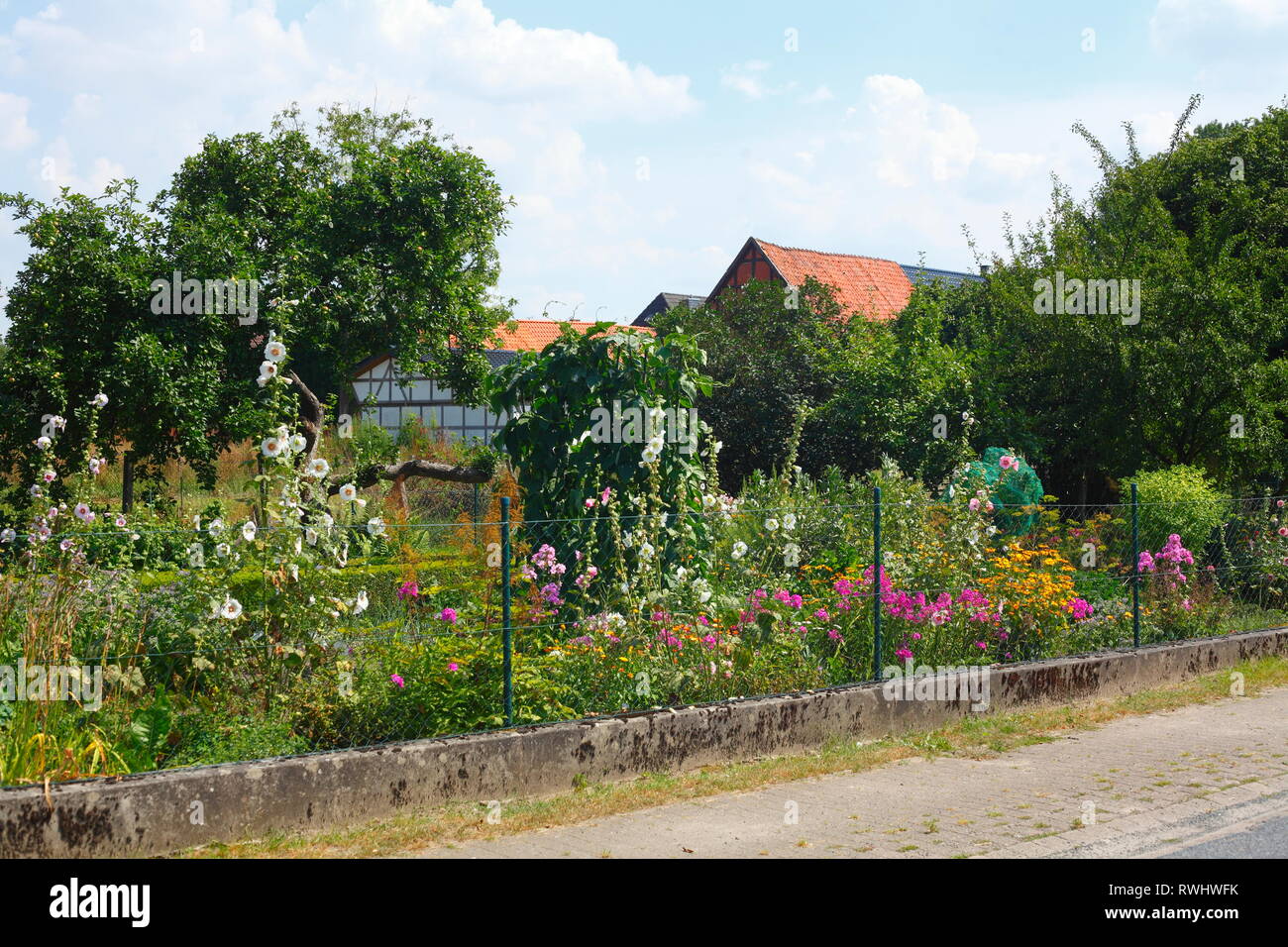 Cottage garden with summer flowers, Bruchhausen district, Bruchhausen-Vilsen, Lower Saxony, Germany, Europe Stock Photo