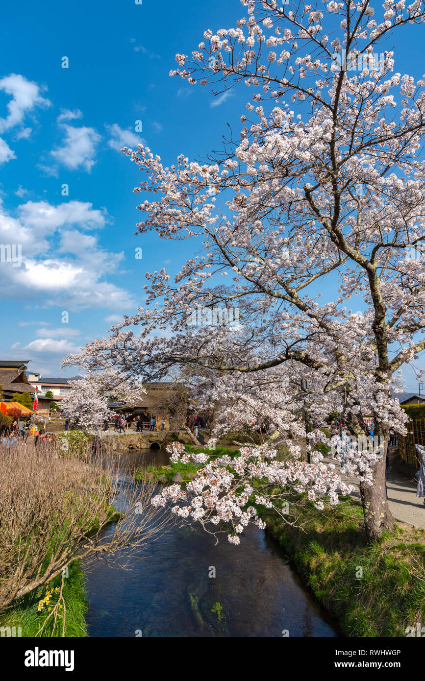 Festival Of The Sakura Cherry Blossoms Full Bloom In The Ancient Oshino Hakkai Village Near Mt