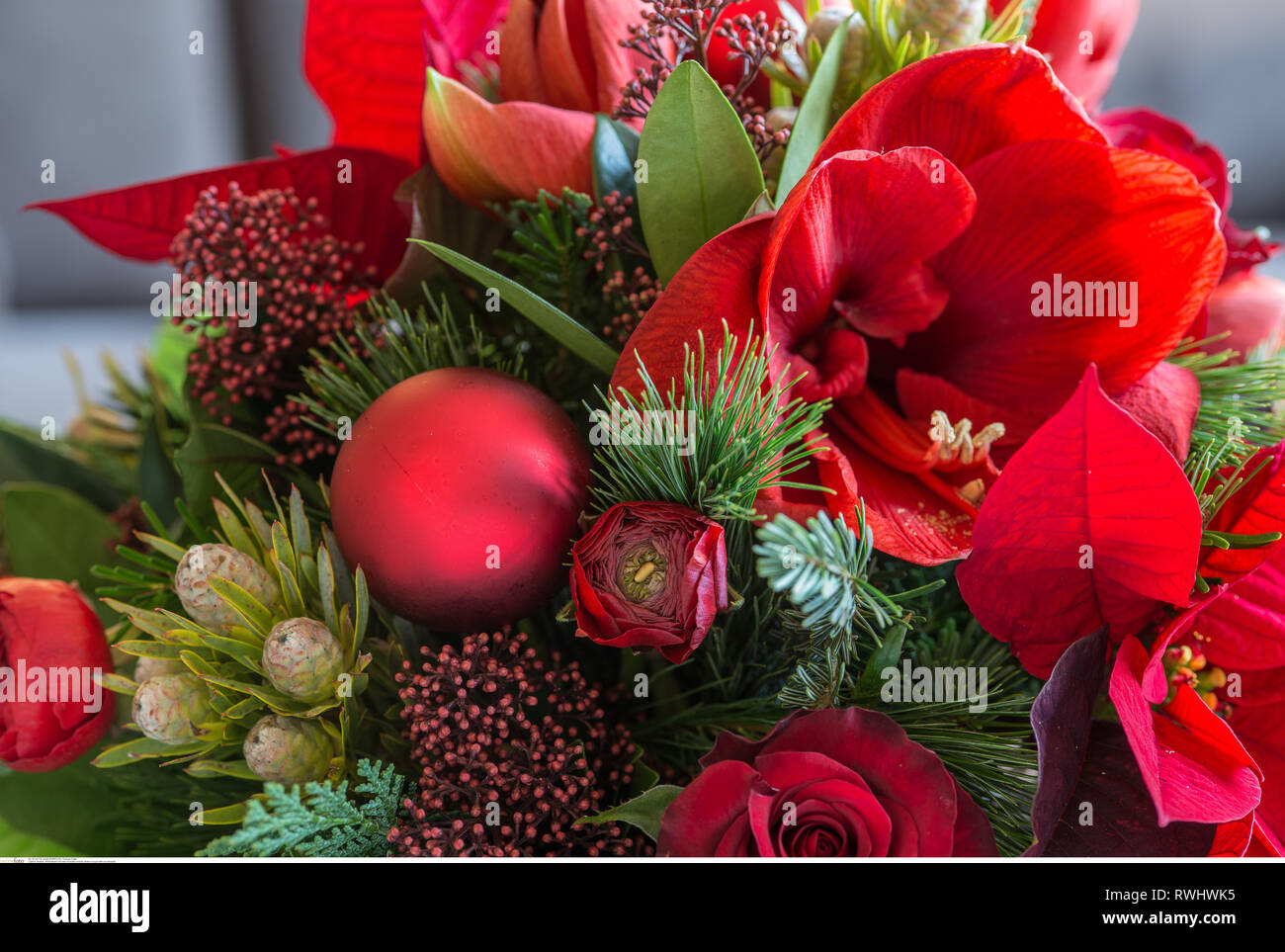 botany, winter bouquet with red amaryllis, Caution! For Greetingcard-Use / Postcard-Use In German Speaking Countries Certain Restrictions May Apply Stock Photo