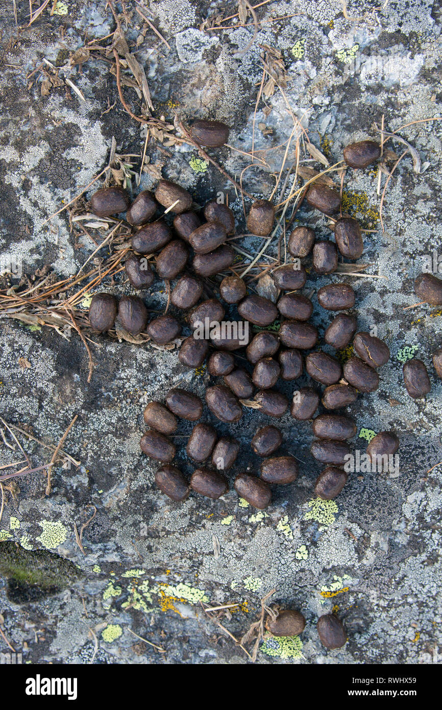 Animal droppings hires stock photography and images Alamy