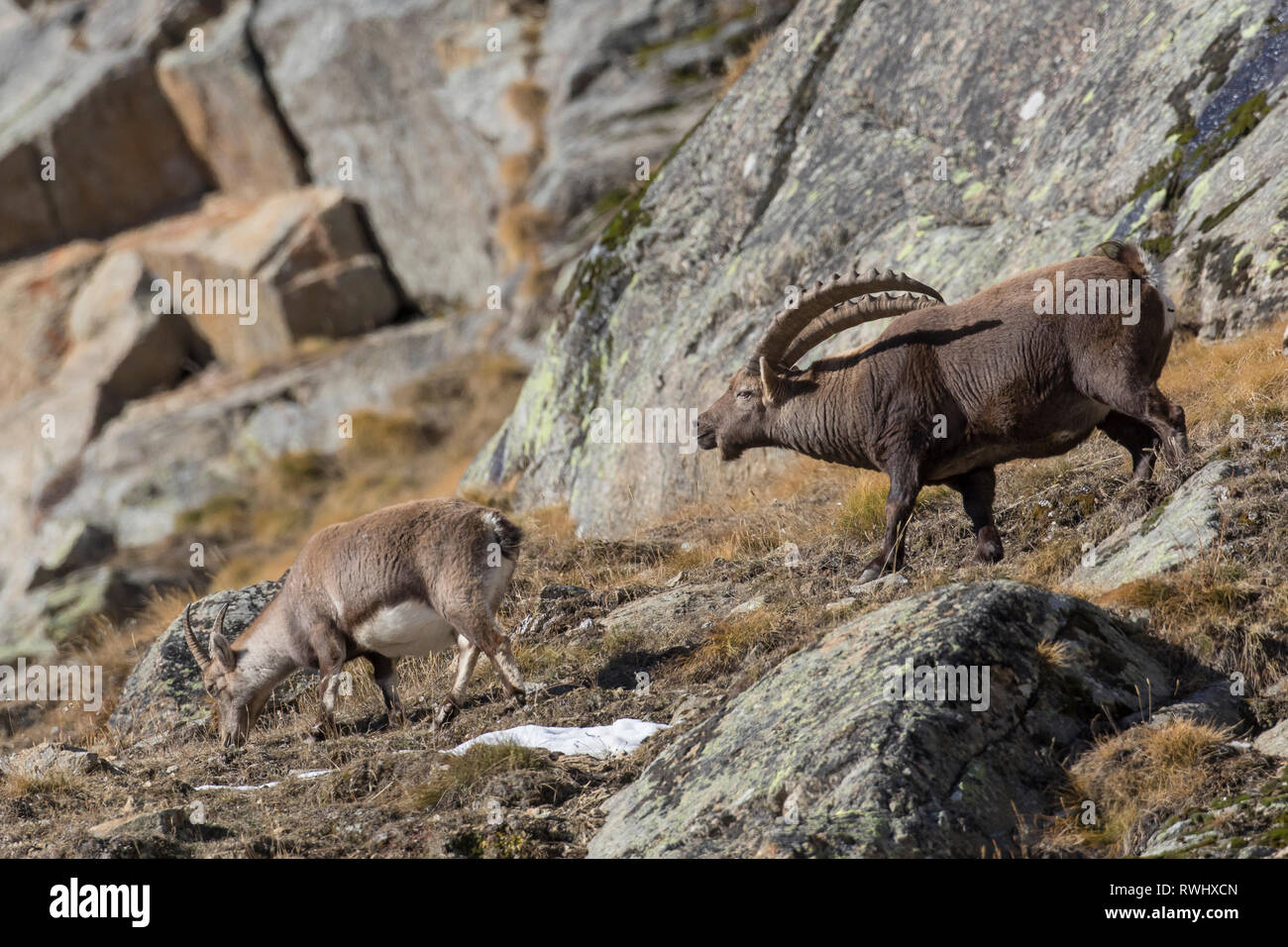 Alpine Ibex (Capra ibex), male courting female during rut, Gran Paradiso Nationalpark, Italy Stock Photo