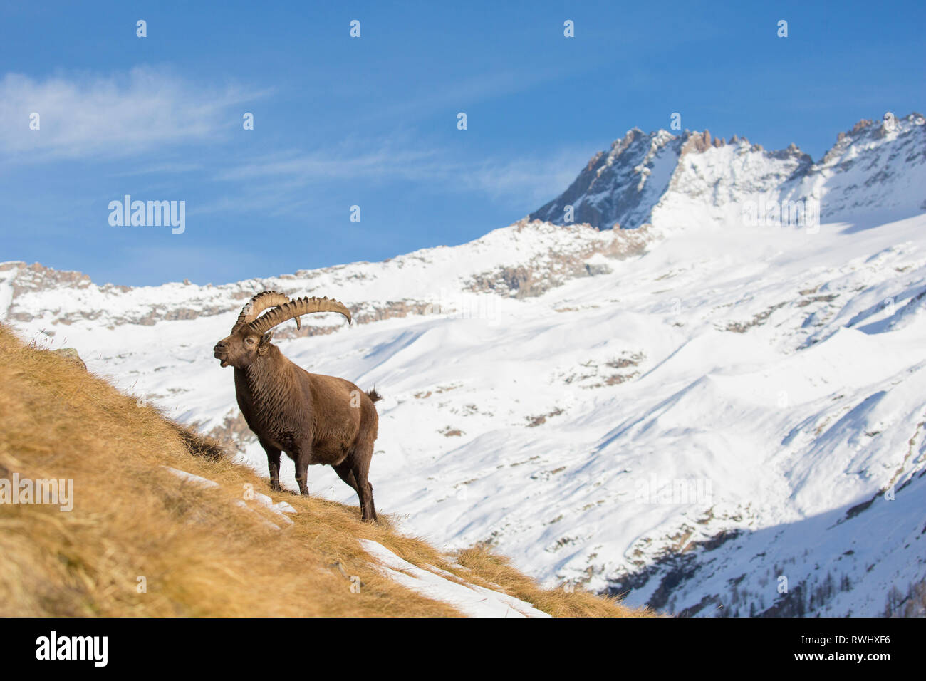 Alpine Ibex (Capra ibex). Mature male standing in snowy landscape. Gran Paradiso Nationalpark, Italy Stock Photo