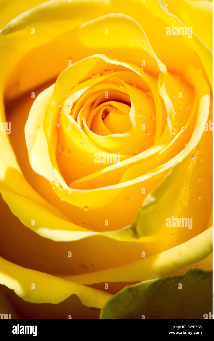 Penny lane rose hi-res stock photography and images - Alamy
