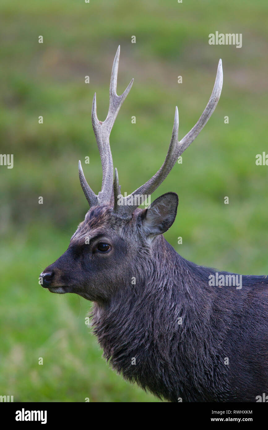 Sika Deer (Cervus nippon). Portrait of adult stag. Denmark Stock Photo