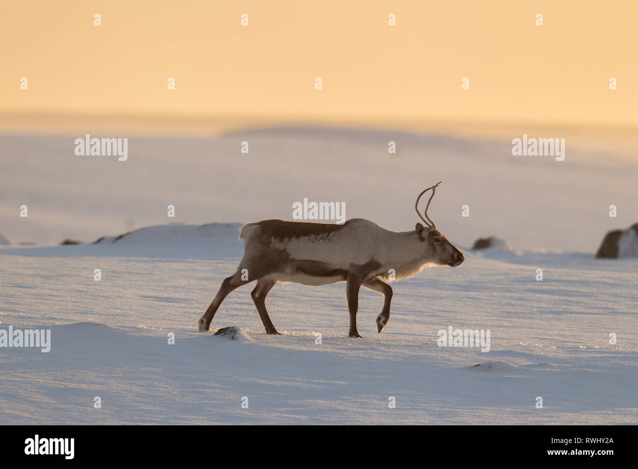 Reindeer (Rangifer tarandus). Adult walking in snowy landscape. Iceland Stock Photo