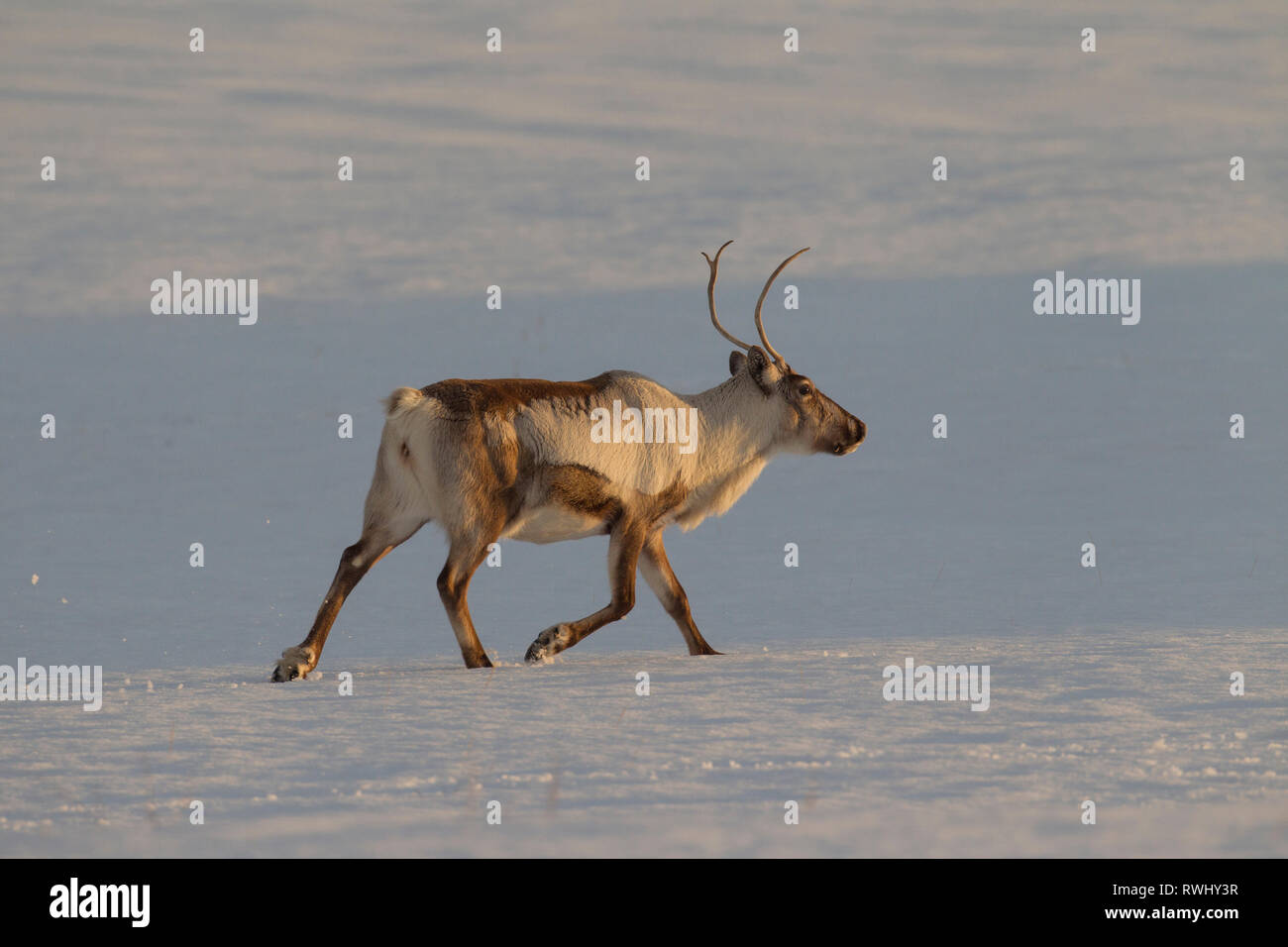 Reindeer (Rangifer tarandus). Adult trotting in snowy landscape. Iceland Stock Photo
