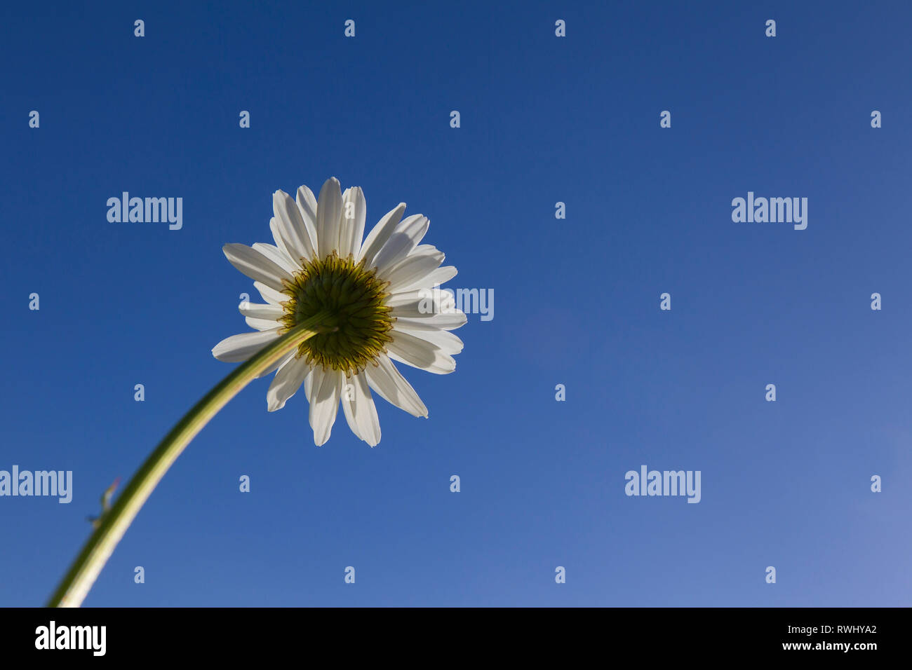 Ox-eye Daisy, Moon Daisy (Chrysanthemum leucanthemum, Leucanthemum vulgare) flower, seen against a blue sky, Germany Stock Photo