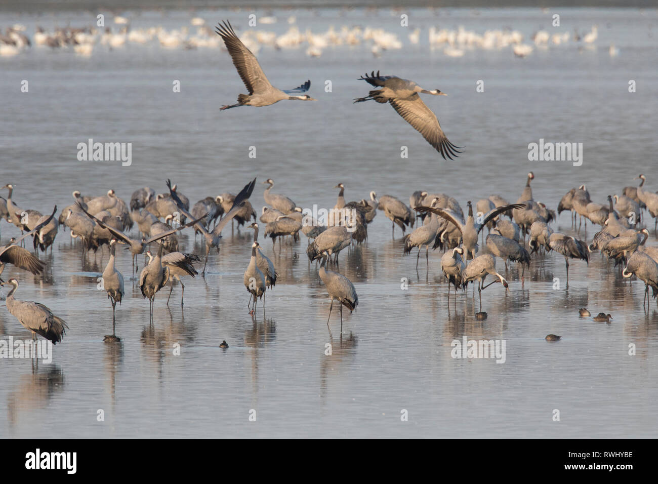Common Crane (Grus grus). Flock spending the night in shallow waters of the Bodden chain. Western Pomerania Lagoon Area National Park, Mecklenburg-Vorpommern, Germany Stock Photo