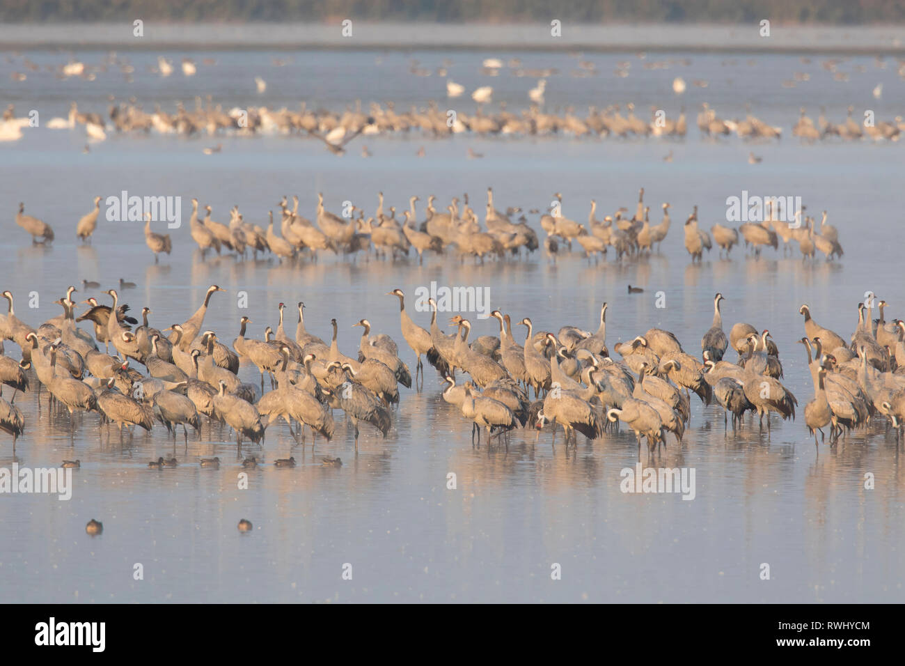 Common Crane (Grus grus). Flock spending the night in shallow waters of the Bodden chain. Stock Photo
