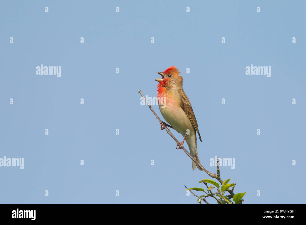 Common Rosefinch (Carpodacus erythrinus), male in song. Germany Stock Photo