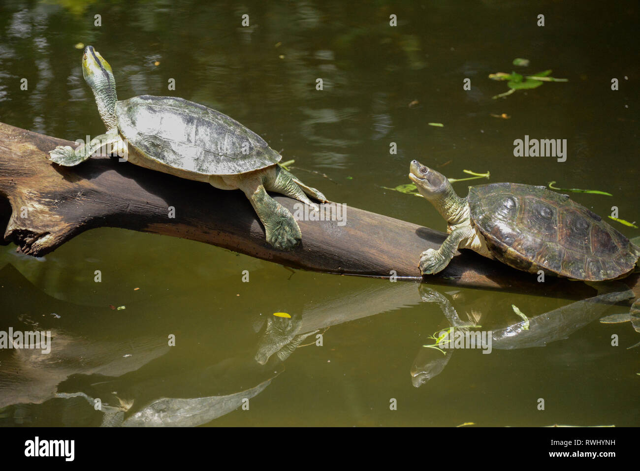 Asia, Singapore, turtles Stock Photo Alamy